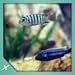 Fish Tank HD - Fish Tank for Fire TV