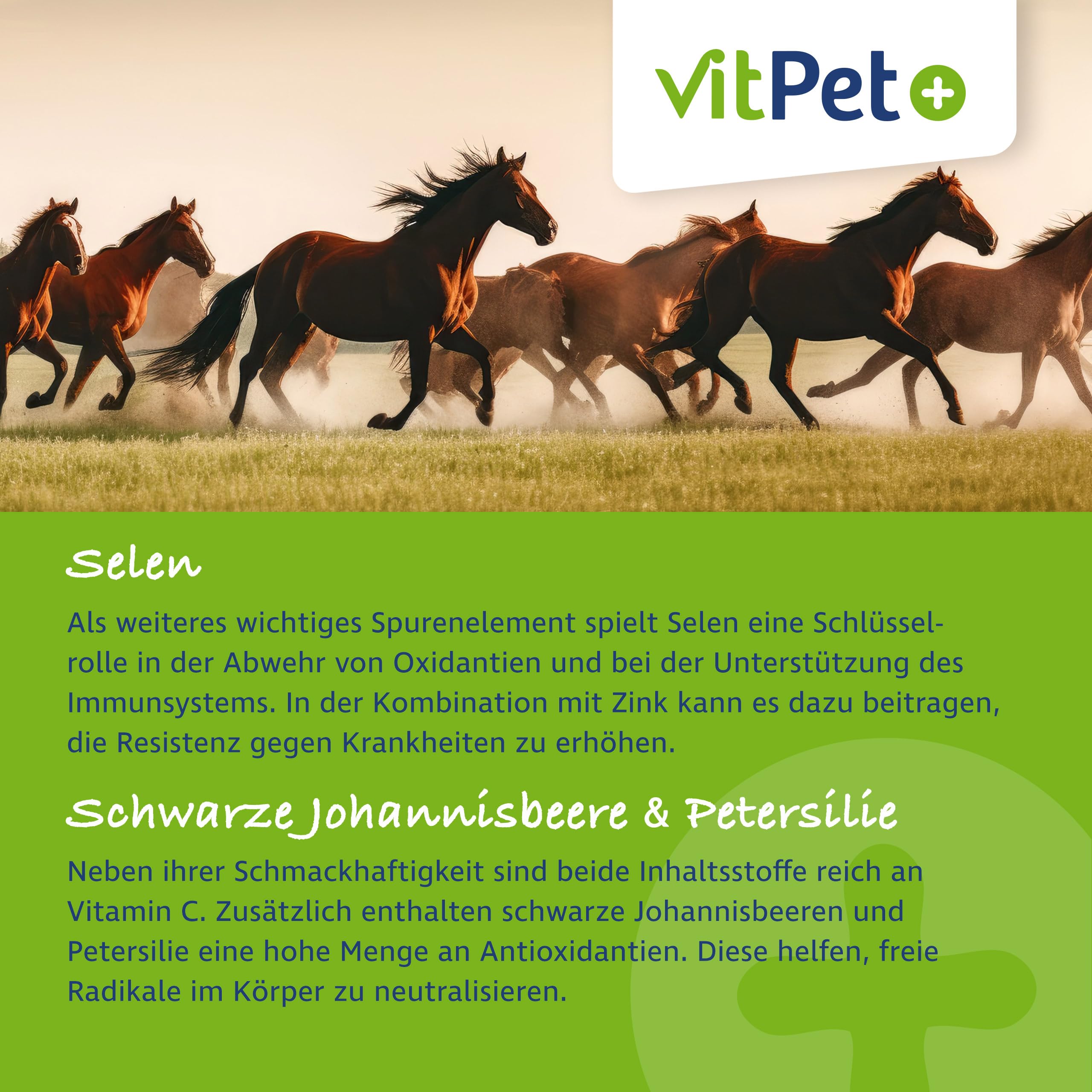 Zinc Forte Plus – Alta dosis de zinc para caballos – 1,8 kg – Alimento complementario Plus cobre y selenio – Para piel, pezuñas y sistema inmunológico – Incluye cuchara dosificadora