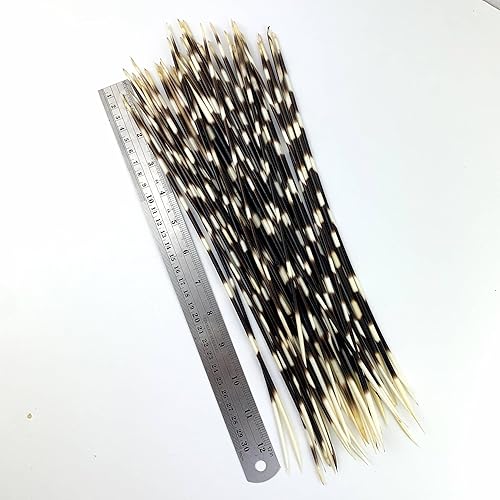 Miniatura 6 de Heyiwell 6 plumas de puercoespín real africano de 7 a 8 pulgadas de largo