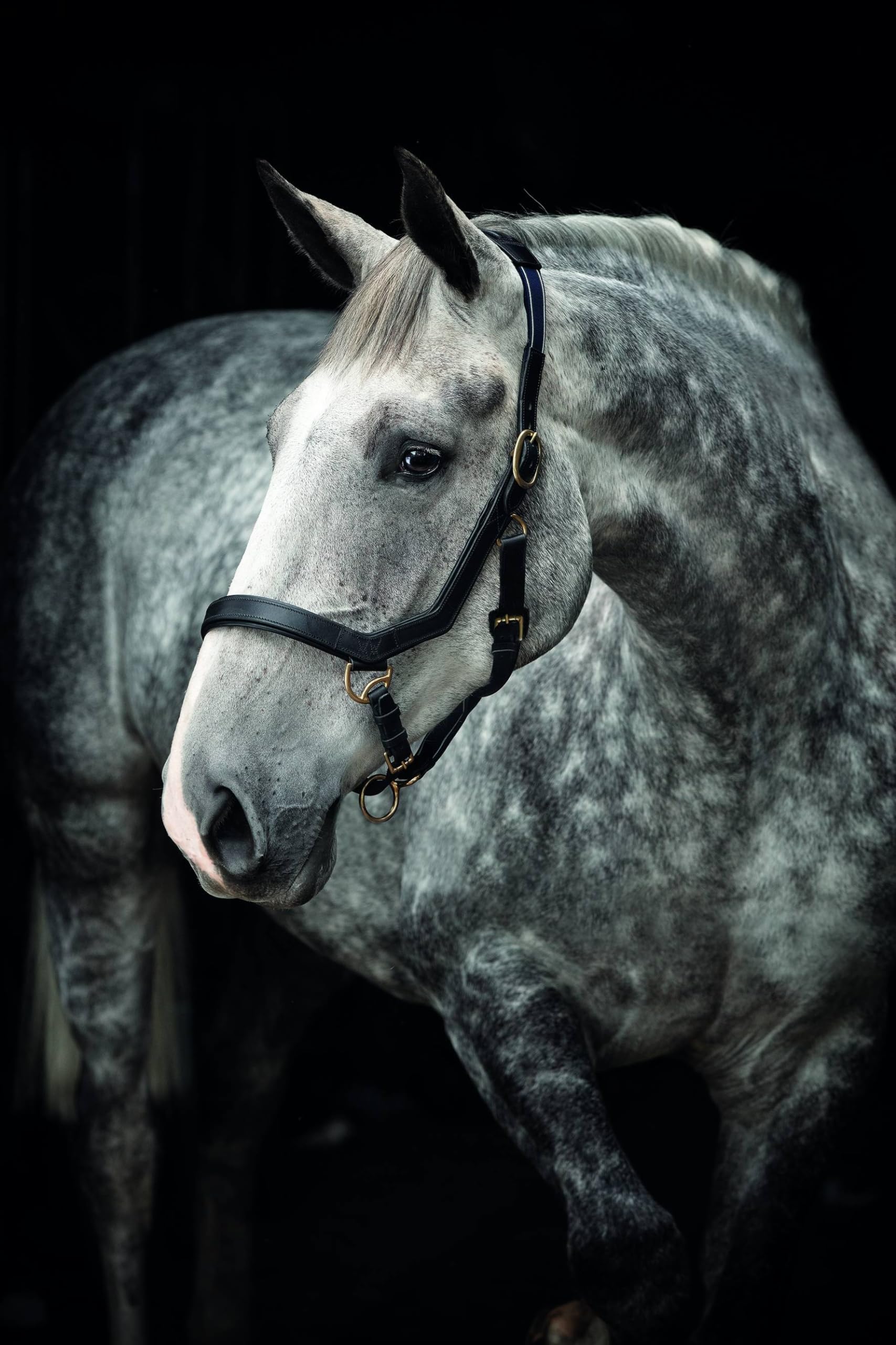 RAMBO Halfter für Pferde Horseware Micklem