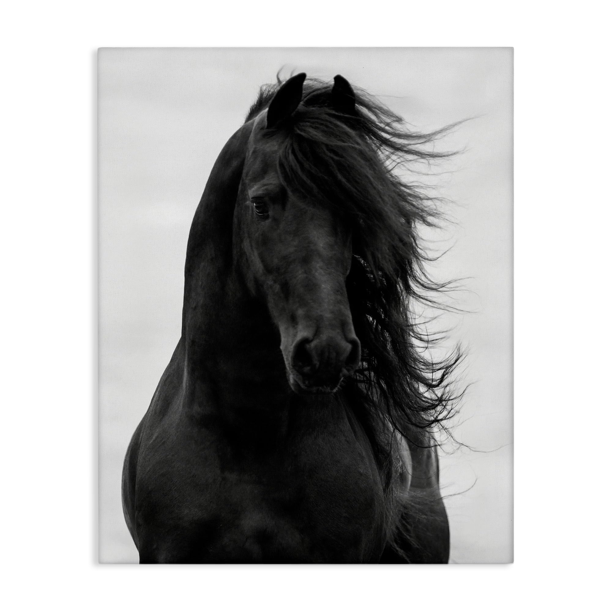 Black Stallion Horse Portrait Canvas Art