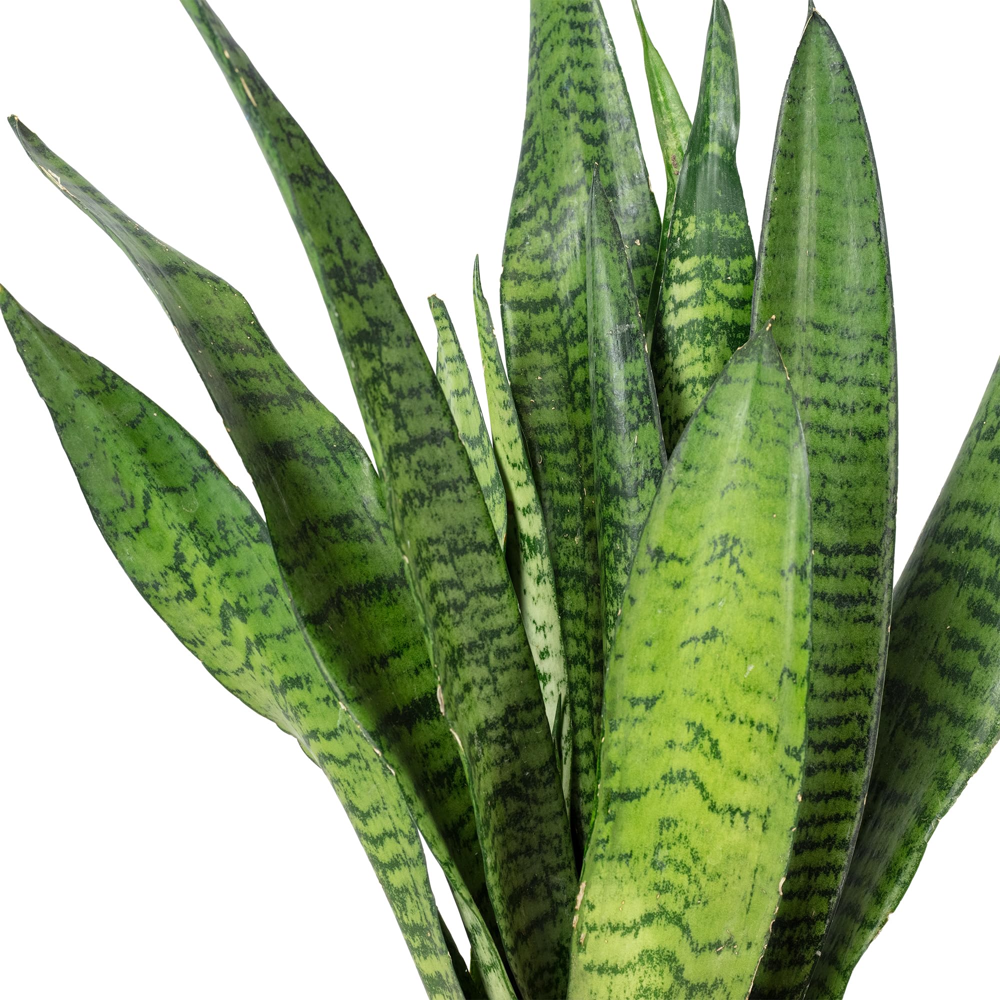 Sansevieria zeylanica - Planta de interior fácil de limpiar, altura aprox. 45 cm, diámetro de maceta de 14 cm