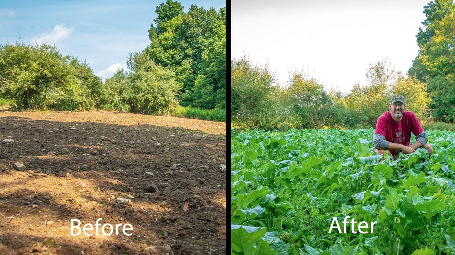 Whitetail Institute Vision Deer Food Plot Seed for Fall Planting, Perennial Blend of Clover, Chicory and Kale to Attract and Hold Deer, Heat, Cold and Drought Tolerant, 4 lbs (.5 Acres) : Sports & Outdoors