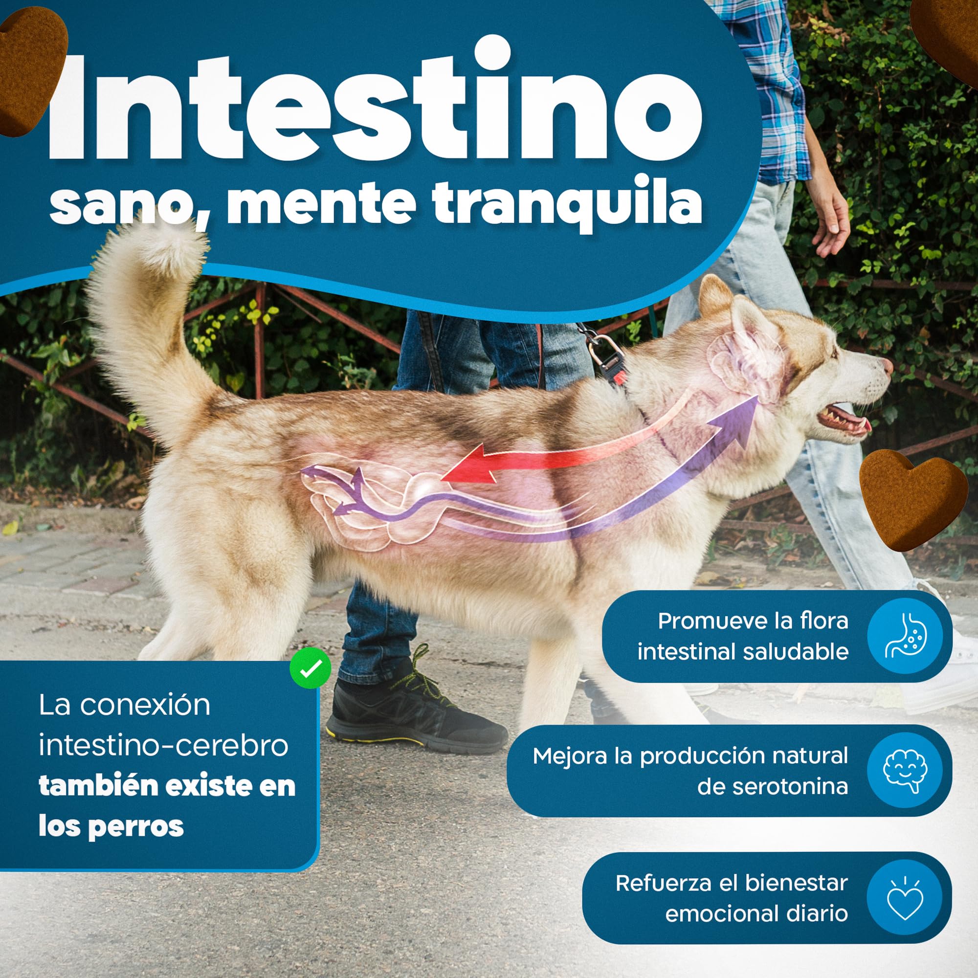 Calmante Perros Bocados Ansiedad Separación Estrés Petardos Triptófano GMP+ | Suplemento Natural con Valeriana Ashwagandha Magnesio Melisa L-Triptófano 5 Activos Naturales para Calma Emocional Blandos