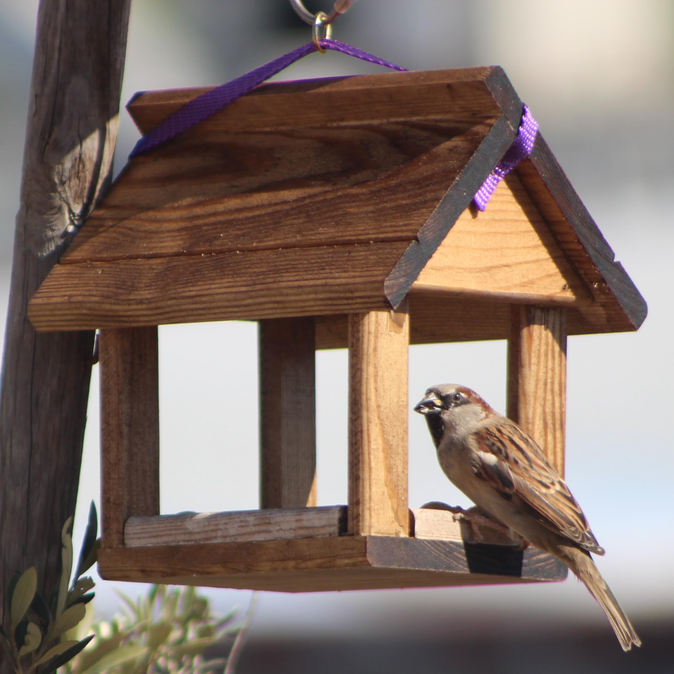 Comedero para pajaros Sparrow con bolsita pequeña de Comida para pajaros Silvestre.