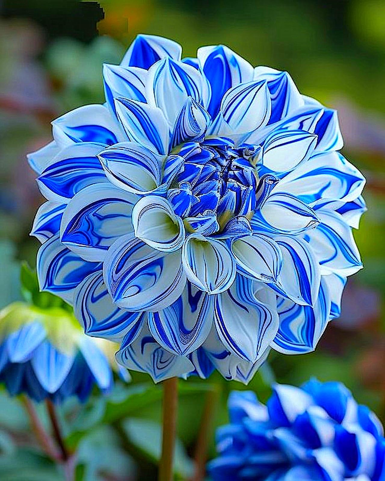 Dahlia Bulbs for Planting,Dahlia Tubers UK,Flowering Rhizome, Dahlia Bulbs Mix,Excellent Display Indoor Perennial Balcony Garden Bulbs-8bulbs-C