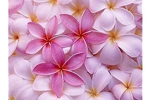 LQ4 Hawaiian Plumeria Frangipani Hawaiian Plant