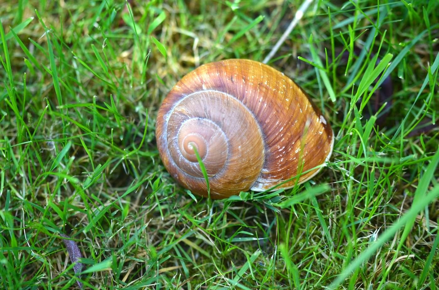 geo-versand 50 x riesige Weinbergschneckenhäuser, Große Leere Schneckenhäuser, Weinberg Schnecke, gereinigt Deko Geocaching Aquarium