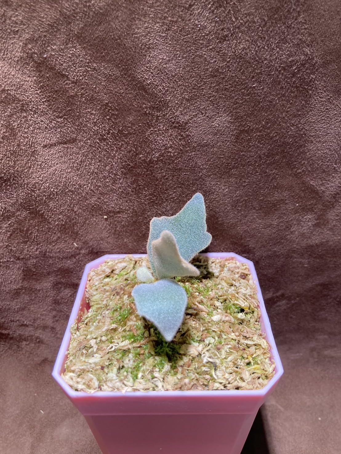 Amazon｜【Plants Links】ビカクシダ ウィリンキー ジェイドガール  