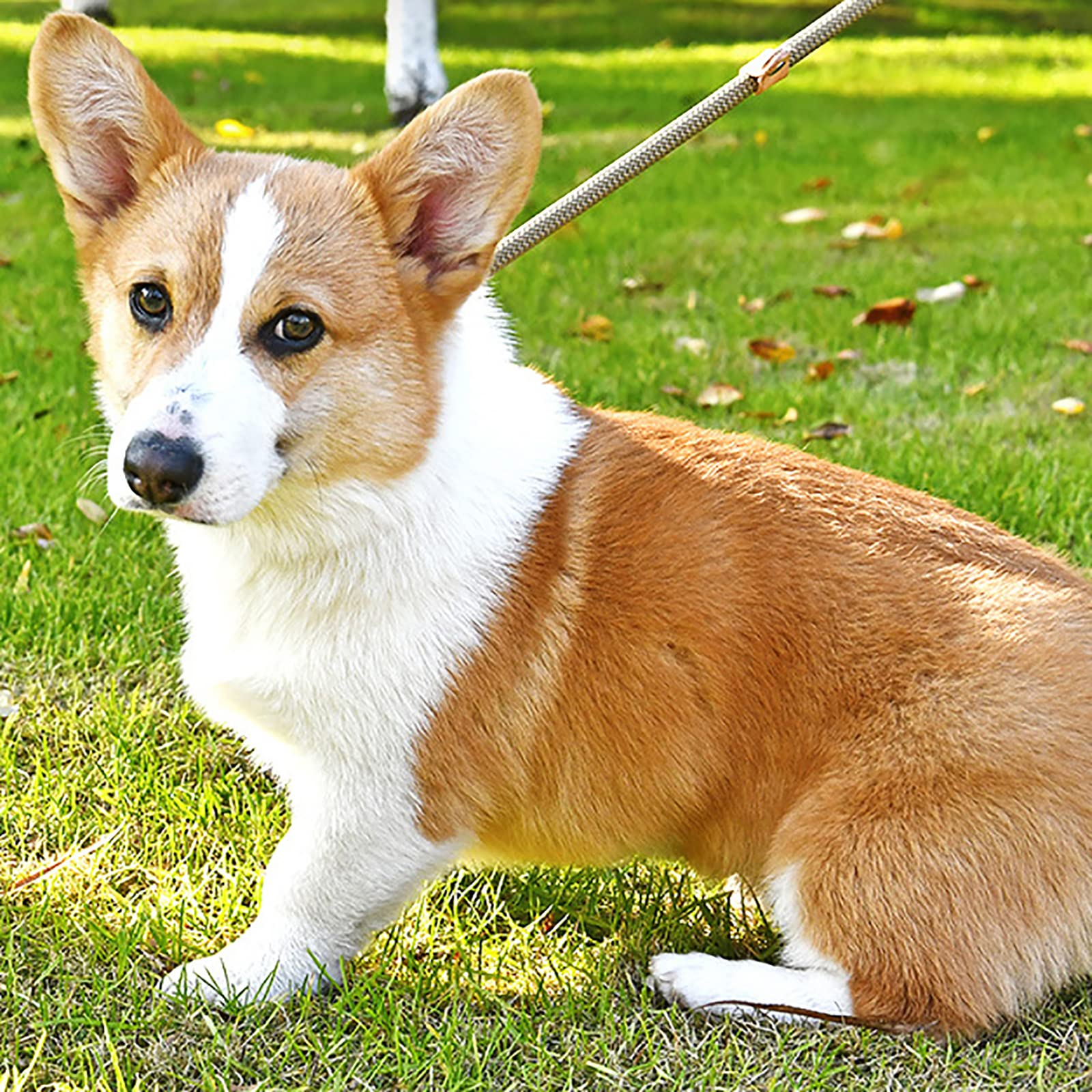 Laisse de Contrôle pour Chien pour Arrêter de Tirer sur la Laisse - Parfaite pour Les Promenades du Chiot - Facile à Utiliser Laisse Chien Laisse pour Chien