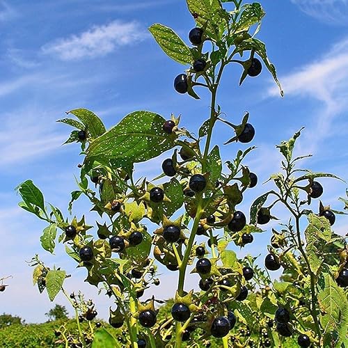 Miniatura 6 de Belladonna Seeds (Atropa Belladonna) Más de 30 semillas de flores raras en cápsulas de semillas congeladas para el jardinero y coleccionista de