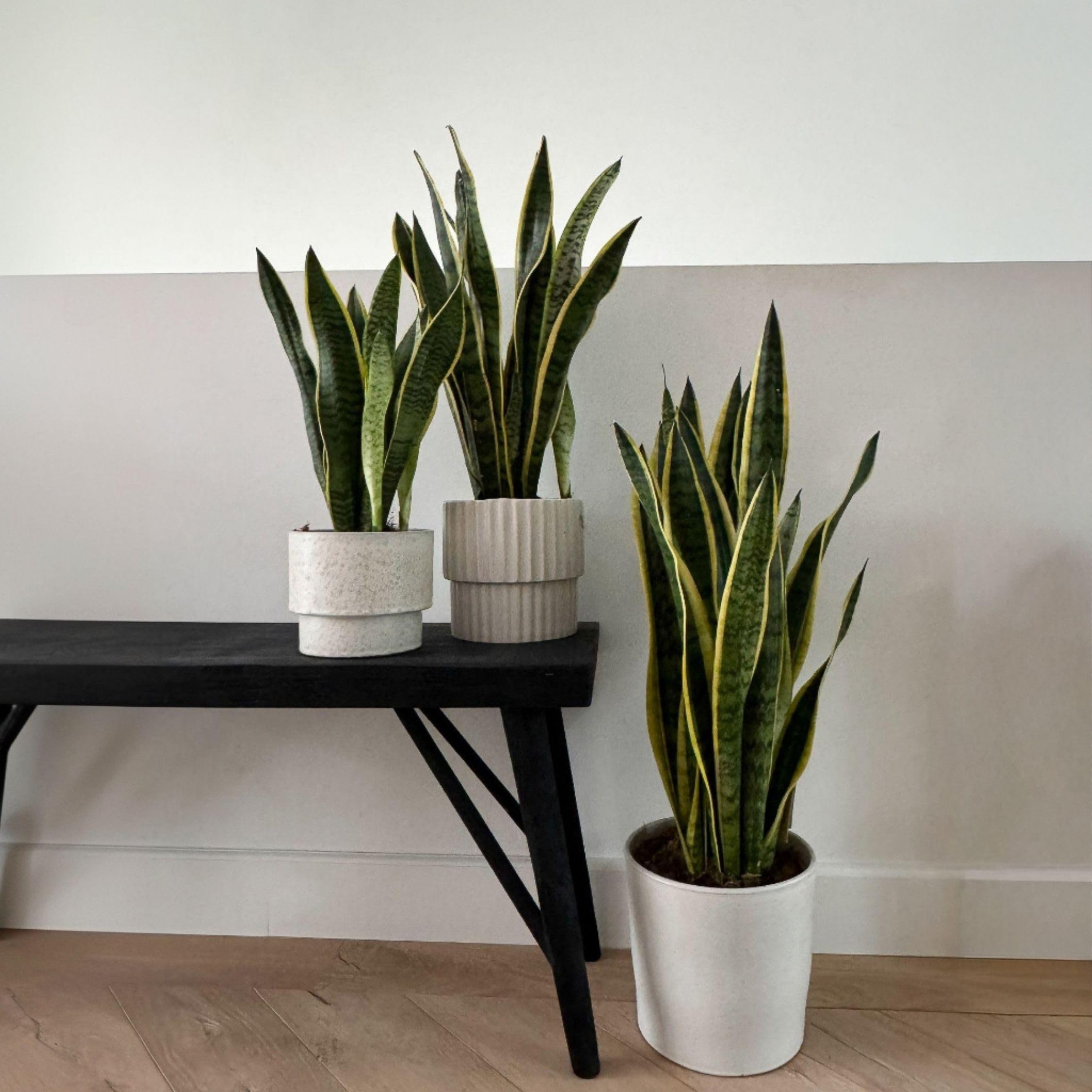 Plant in a Box - Sansevieria Laurentii - Maceta 21cm - Altura 65-75cm