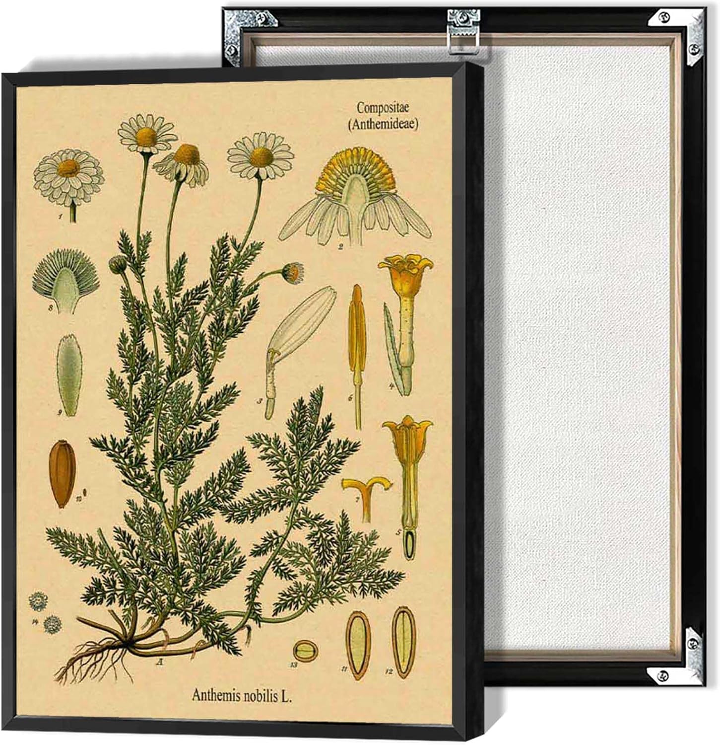 Vintage Botanical Poster Foliage Anthurium Plant Wall Art Tropical Garden Home Decor Prints Painting For Living Room Bedroom Office Wall Decor 16x24in Unframed