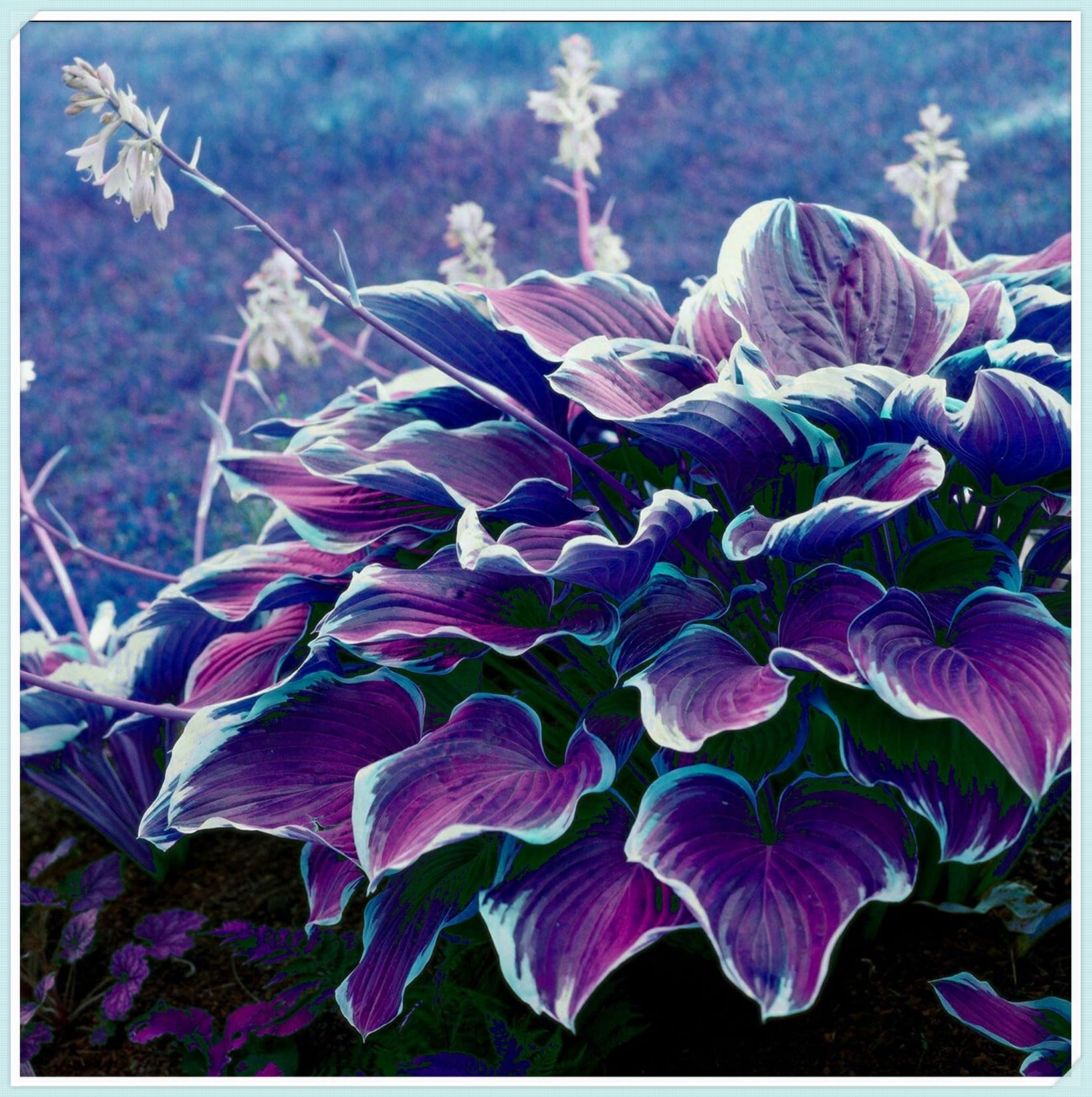 Hosta Bulbs Live, Hosta Plants for Sale, Perennial, Easy Plant, Ornamental Flowers, Wedding Flowers, Bulbs Mix, 6bulbs-d