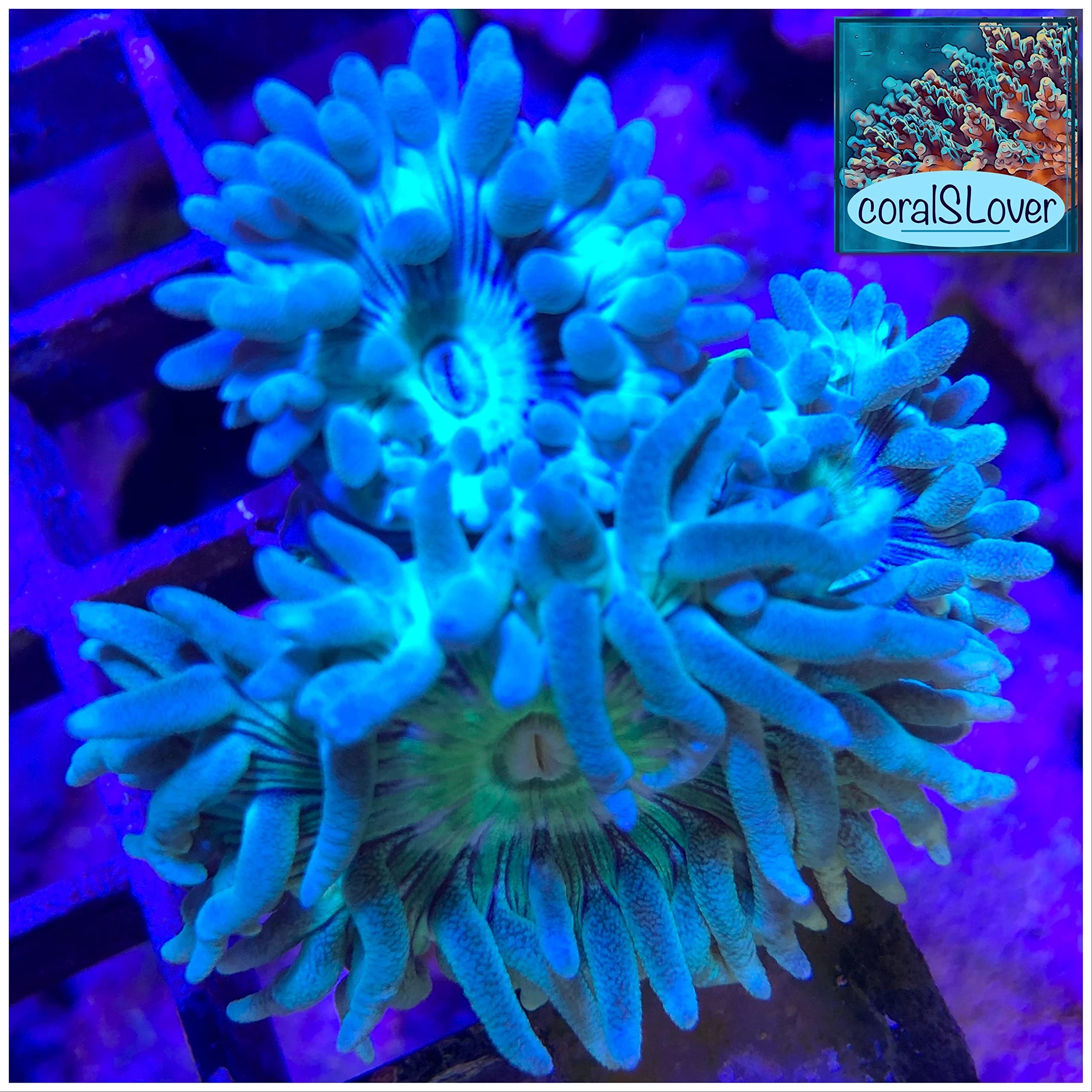 Live Saltwater Coral, Live Aquaculture Coral Decor for Aquarium, Live Aquacultured Reef Specimen - Dunkan (Duncanopsammia) (1 Head)