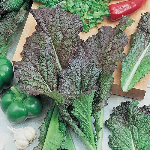 Semillas de mostaza gigante roja orgánica, 0.07 oz  1,000 semillas, sin OMG, reliquia, orgánica, polinizada abierta, vegetal, jardinería de hierbas