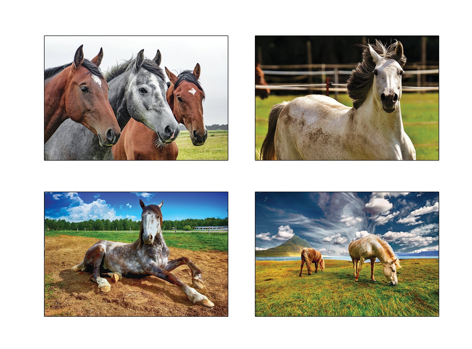 Lot De 20 Cartes Postales Chevaux - Format A6 - Papier 350g/m² - Pour Collection Ou Envoi