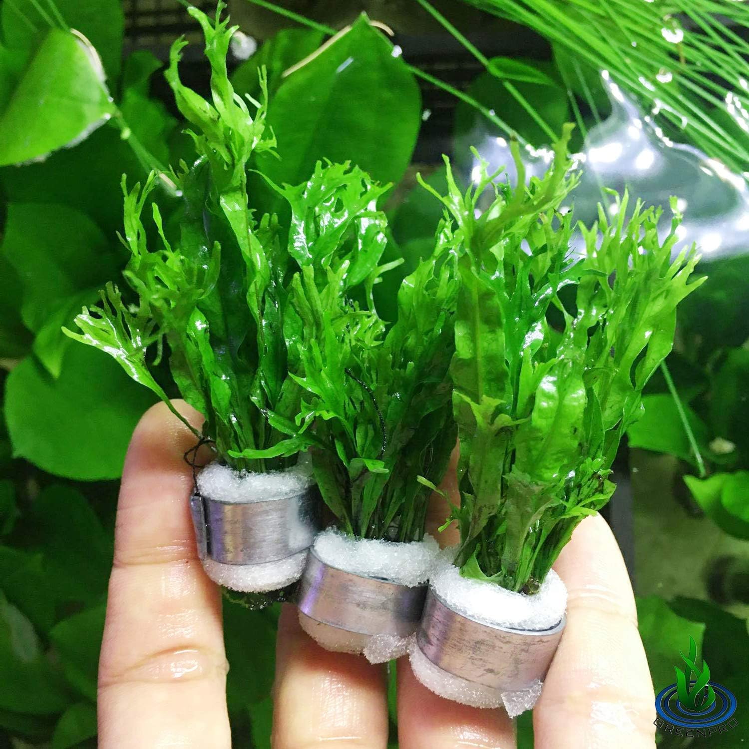 Amazon.com: Java Fern Windelov Tropical Live Aquarium Plants Freshwater ...