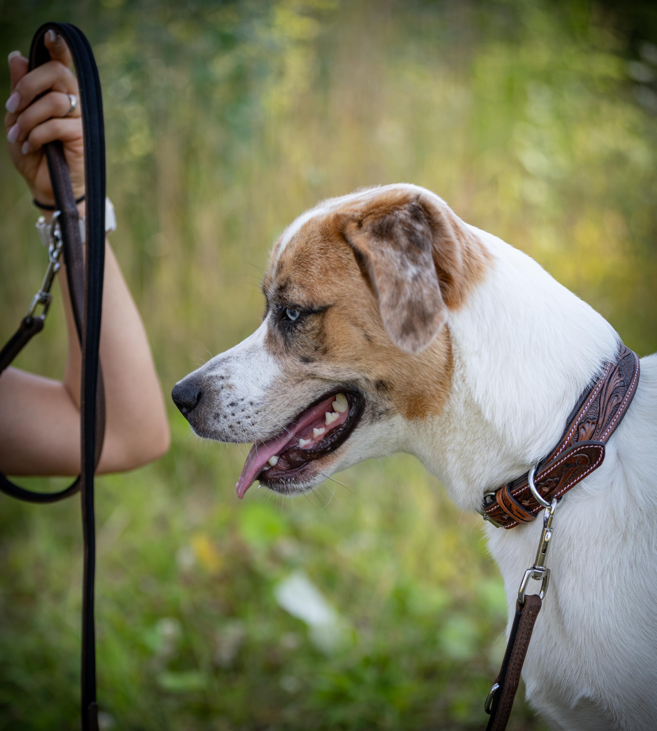 Jack & Russell skórzana obroża dla psa, ręcznie robiona i wyściełana – obroża dla małych psów z bawolej skóry, skórzana obroża ciemno-brązowa Talia (S (26,0-34,0cm))