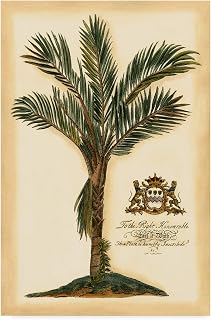 Trademark Fine Art British Colonial Palm Iv by Vision Studio, 16x24-Inch