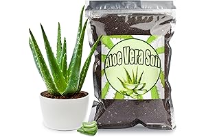 Aloe Vera Soil Mix: Perfect Planting Solution for Aloe Vera Plants