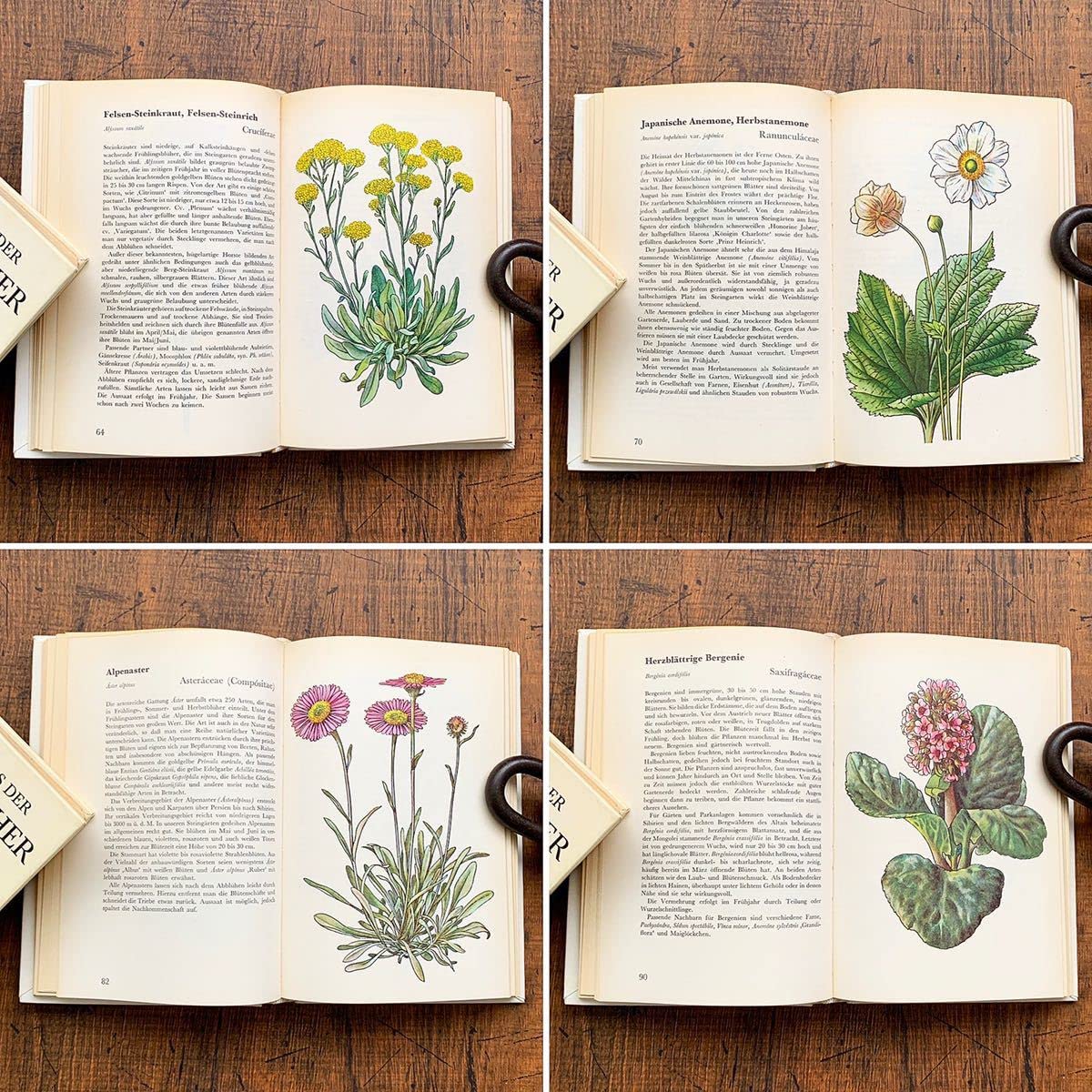 Amazon.co.jp: ドイツの古い植物図鑑(STEINGARTEN 1972年