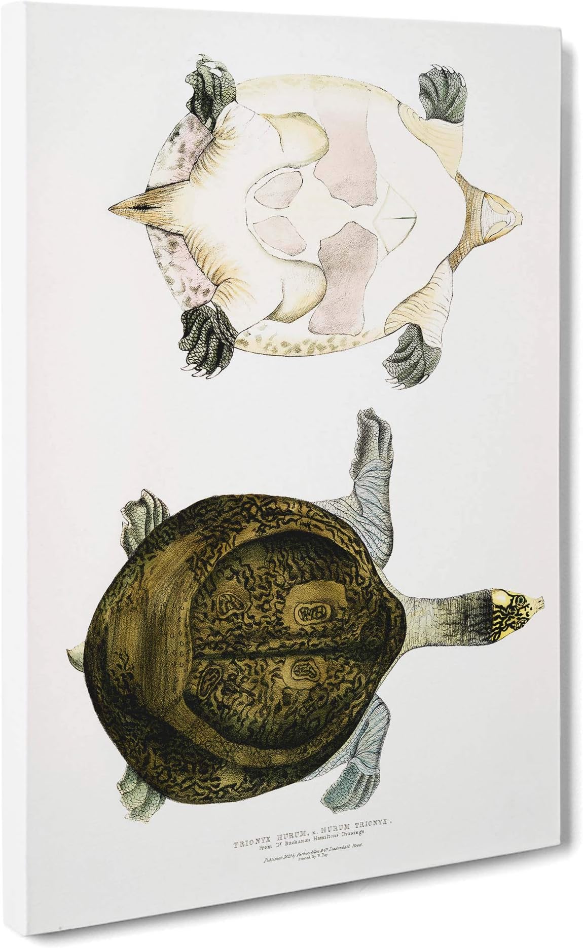 Big Box Art Hurum Trionyx Turtle by John Edward Gray Canvas Wall Art Framed Picture Print, 30 x 20 Inch (76 x 50 cm), White, Grey, Cream, Green, Blue