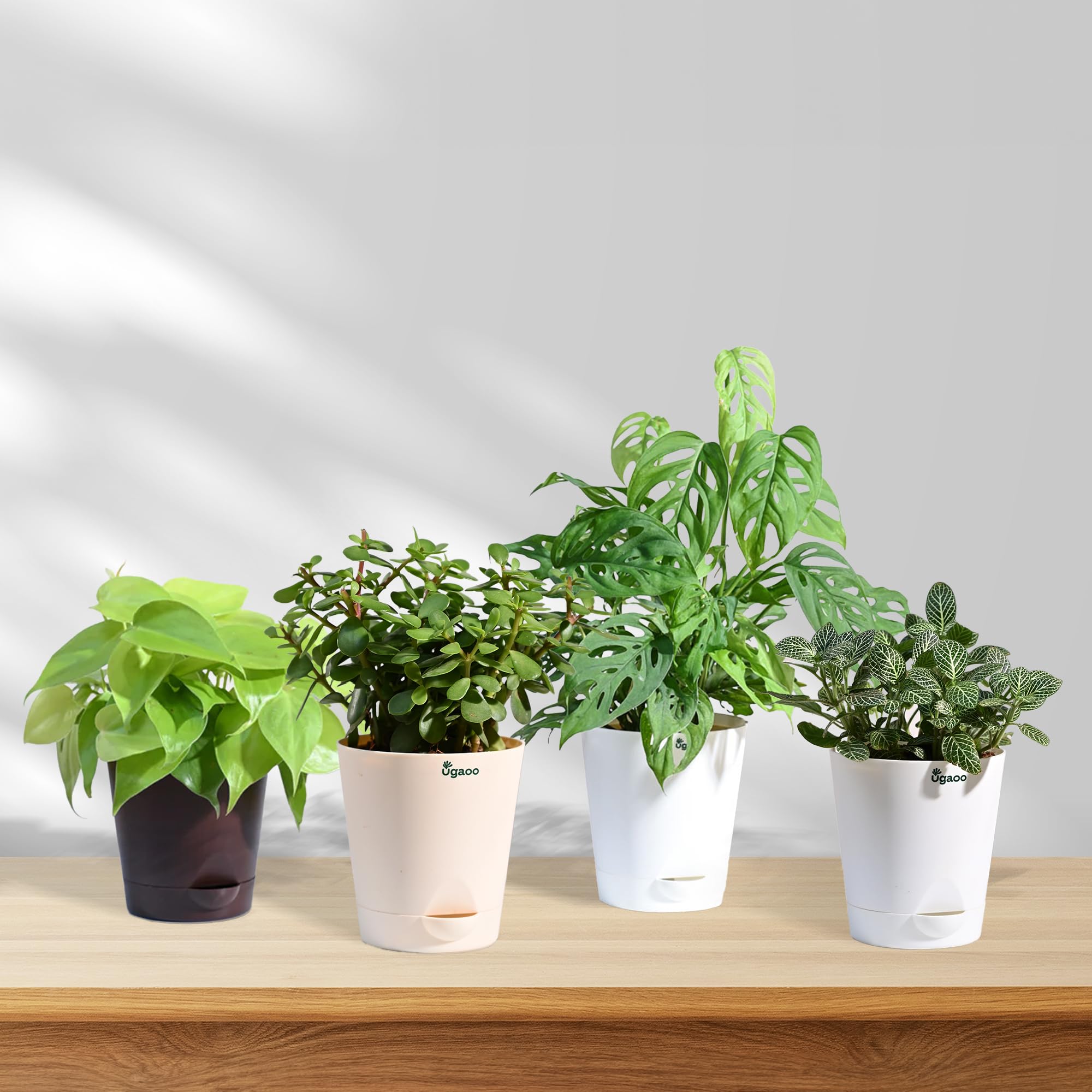 Ugaoo Indoor Plant Bundle: Fittonia, Crassula Mini, Philodendron Broken Heart, Philodendron Oxycardium Golden-picture-11