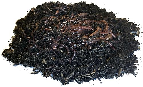 Miniatura 2 de Nature's Little Recyclers Más de 1,000 gusanos rojos, meneadores rojos, lombrices de tierra de compost, orgánicos, criados de forma sostenible
