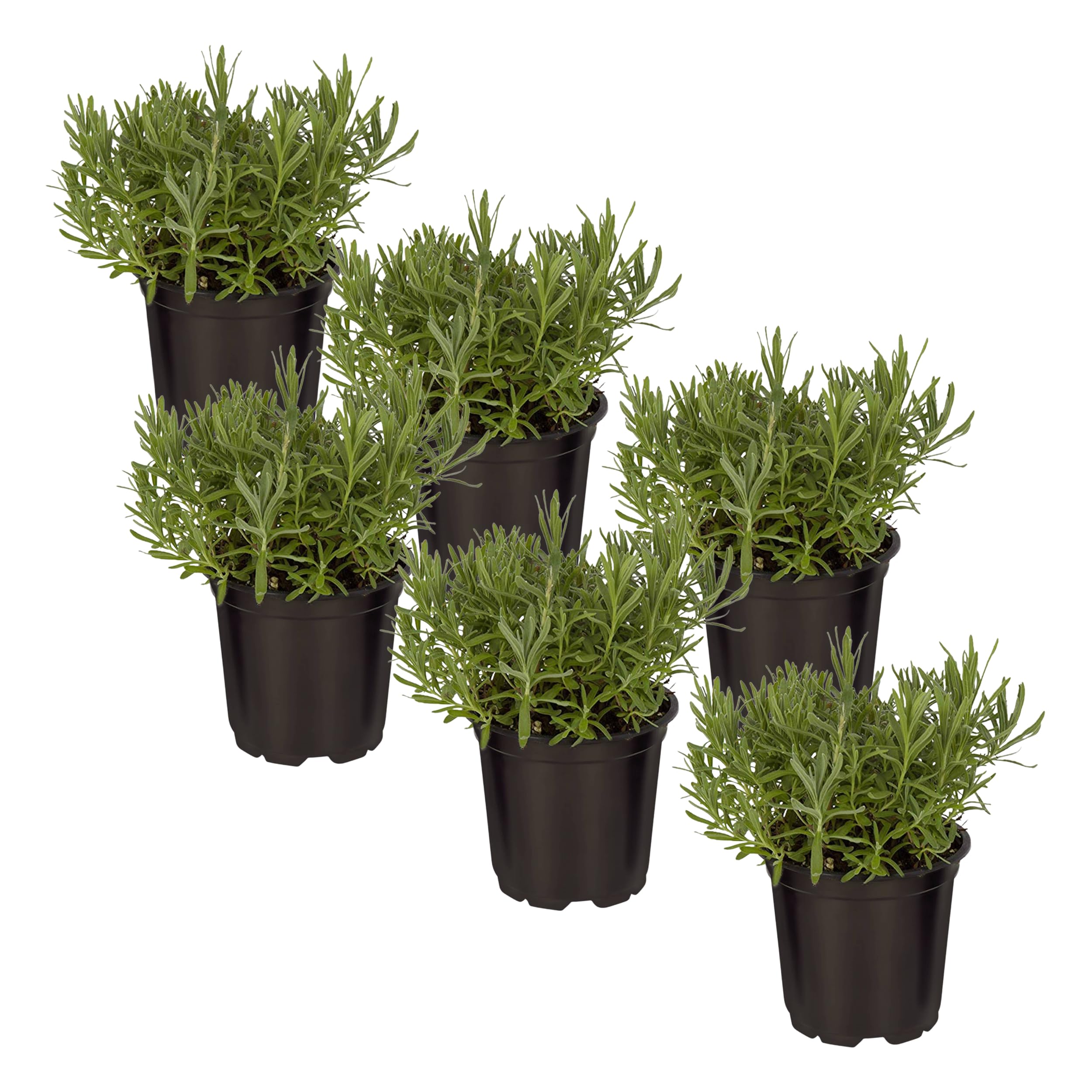 Lavender 6 Pack