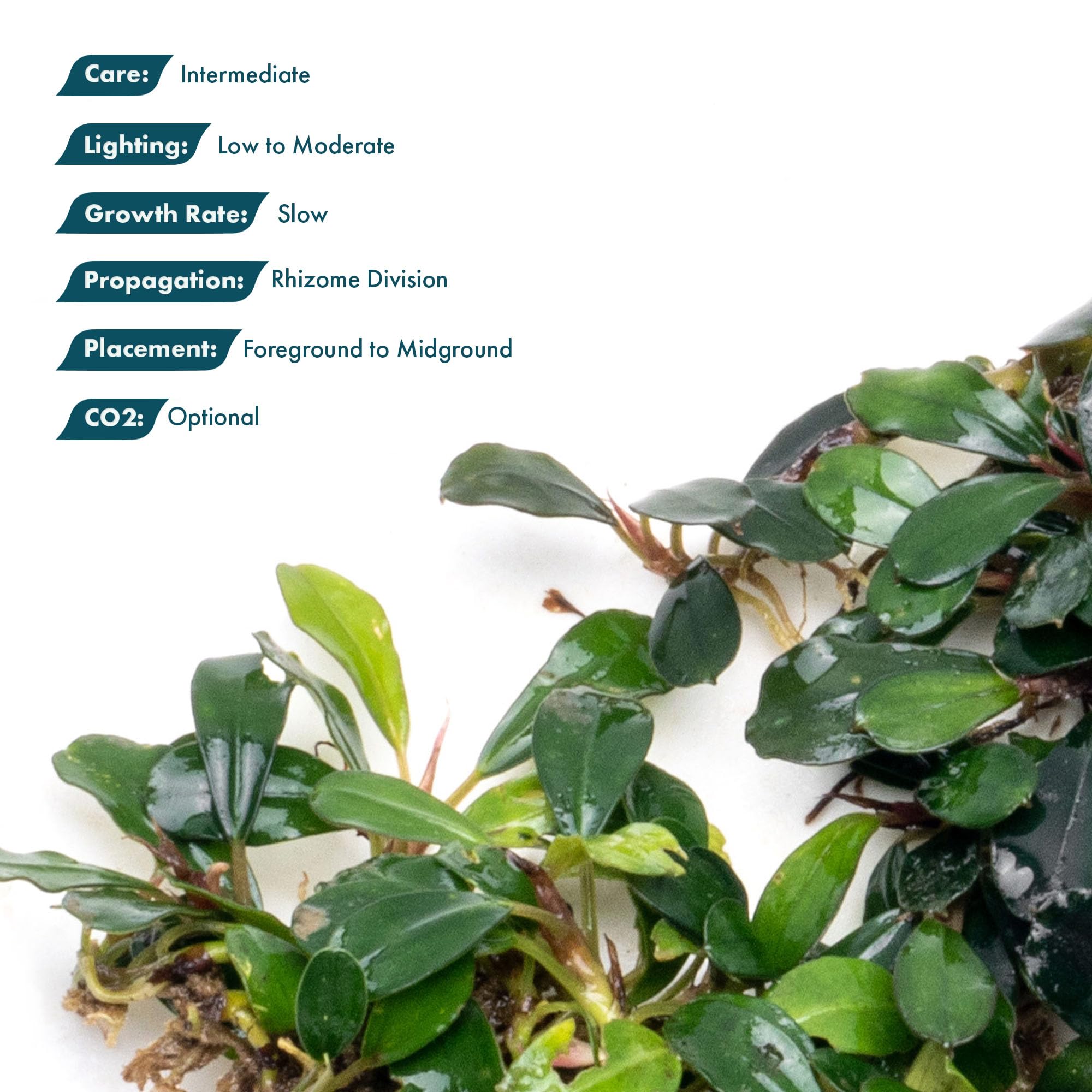 Amazon.com: SubstrateSource Bucephalandra Brownie Blue Live