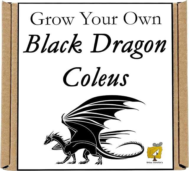 Grow Your Own Black Dragon Coleus Plant Kit. Unusual, Unique and Quirky Complete Beginner Friendly Indoor Gardening Gift for Men, Women or Children.