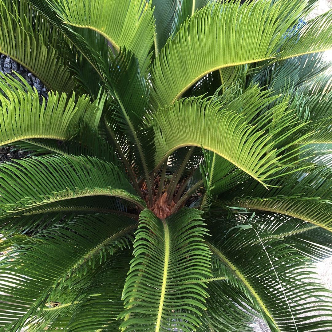 Amazon.co.jp: ソテツ 大株 引取り限定 曲がりソテツ ドライガーデン