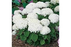 QAUZUY GARDEN WHITE HYDRANGEA SEEDS