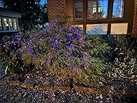 Review Image by C Shaeffer C Shaeffer