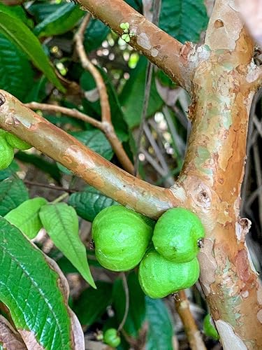 Miniatura 3 de Almacén de EE. UU., planta viva (no semilla ni bulbo), planta blanca Jaboticaba Plinia Aureana de hoja grande de árbol frutal de uva brasileña