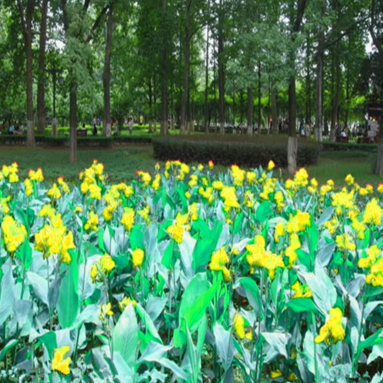 Hardy,Giant Canna Lily Bulbs,Perennial,Professional for Brilliant Garden Displays-1 Bulb-J