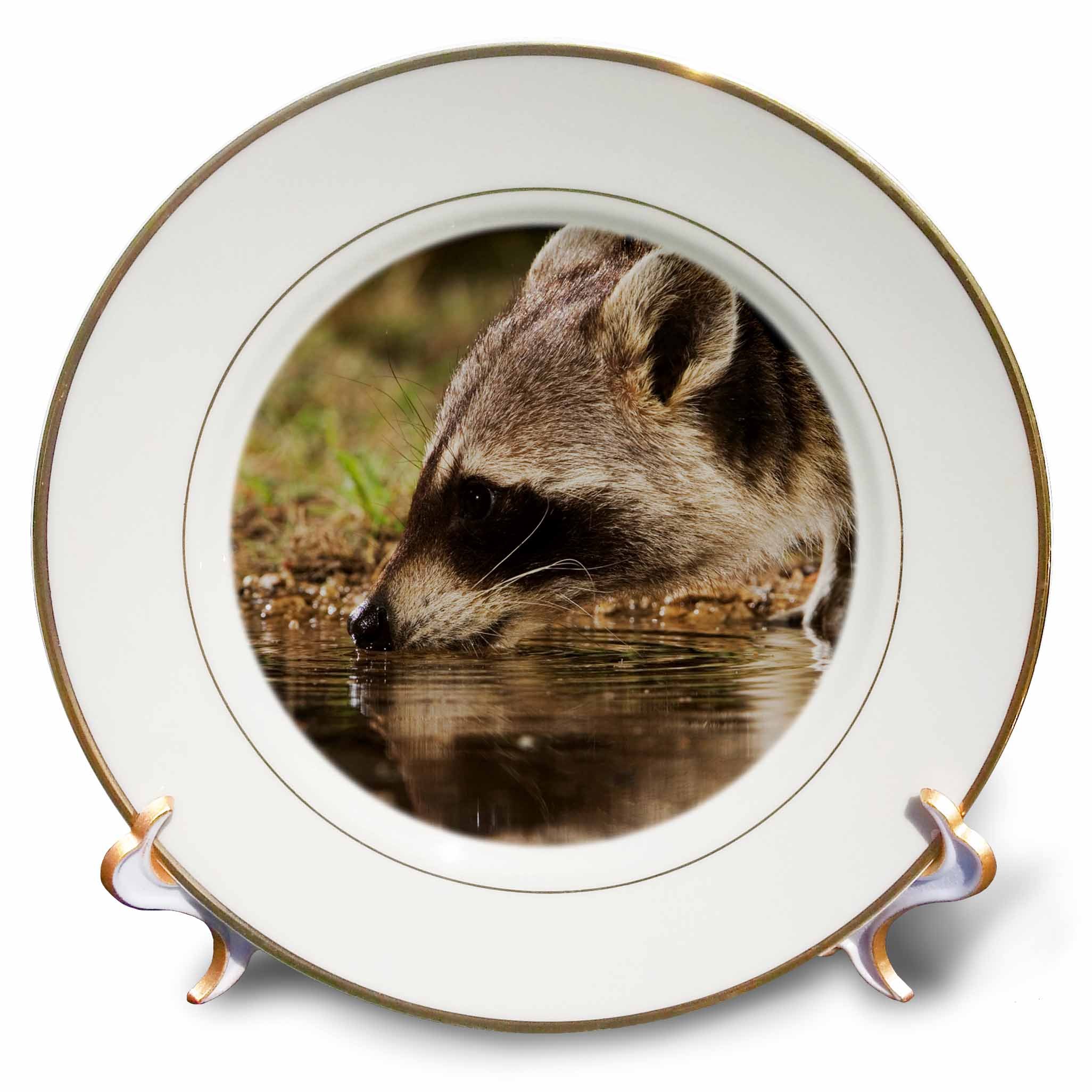 3dRose cp_84566_1 Northern Raccoon Wildlife, Hill Country, Texas - NA02 RNU0709 - Rolf Nussbaumer - Porcelain Plate, 8-Inch