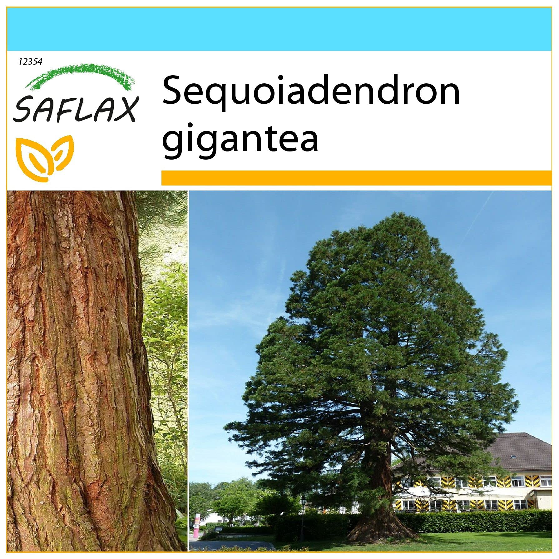 SAFLAX - Gift Set - California Giant Redwood - 50 Seeds - Sequoiadendron gigantea