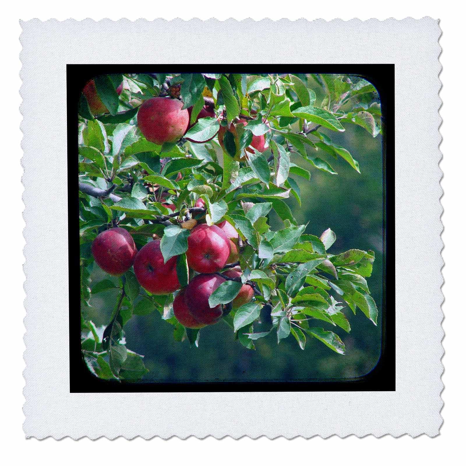 18x18 inch Quilt Square - Apples Photography