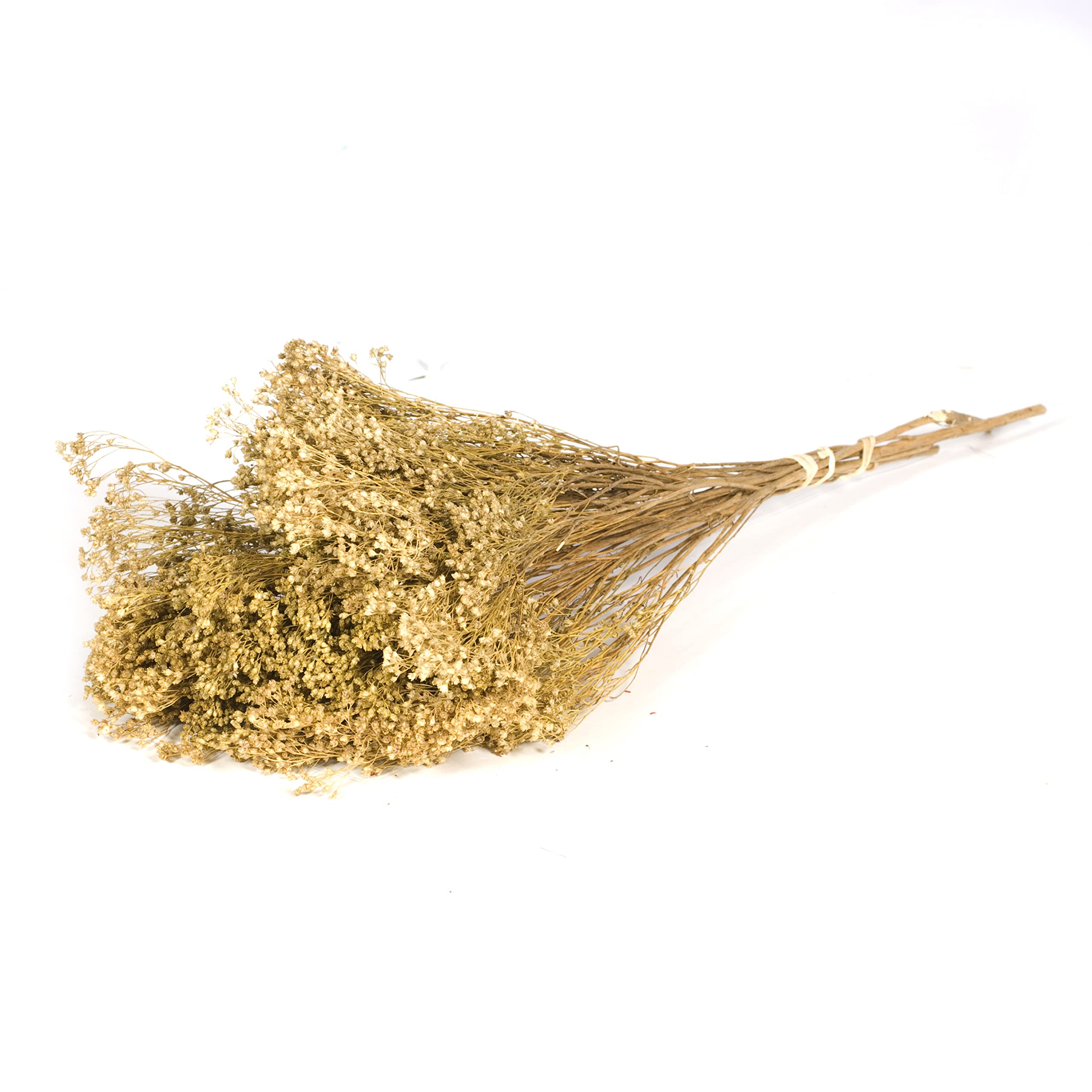FloristryWarehouse Dried Bunch of Natural Broom Bloom 40cm/15 Inches