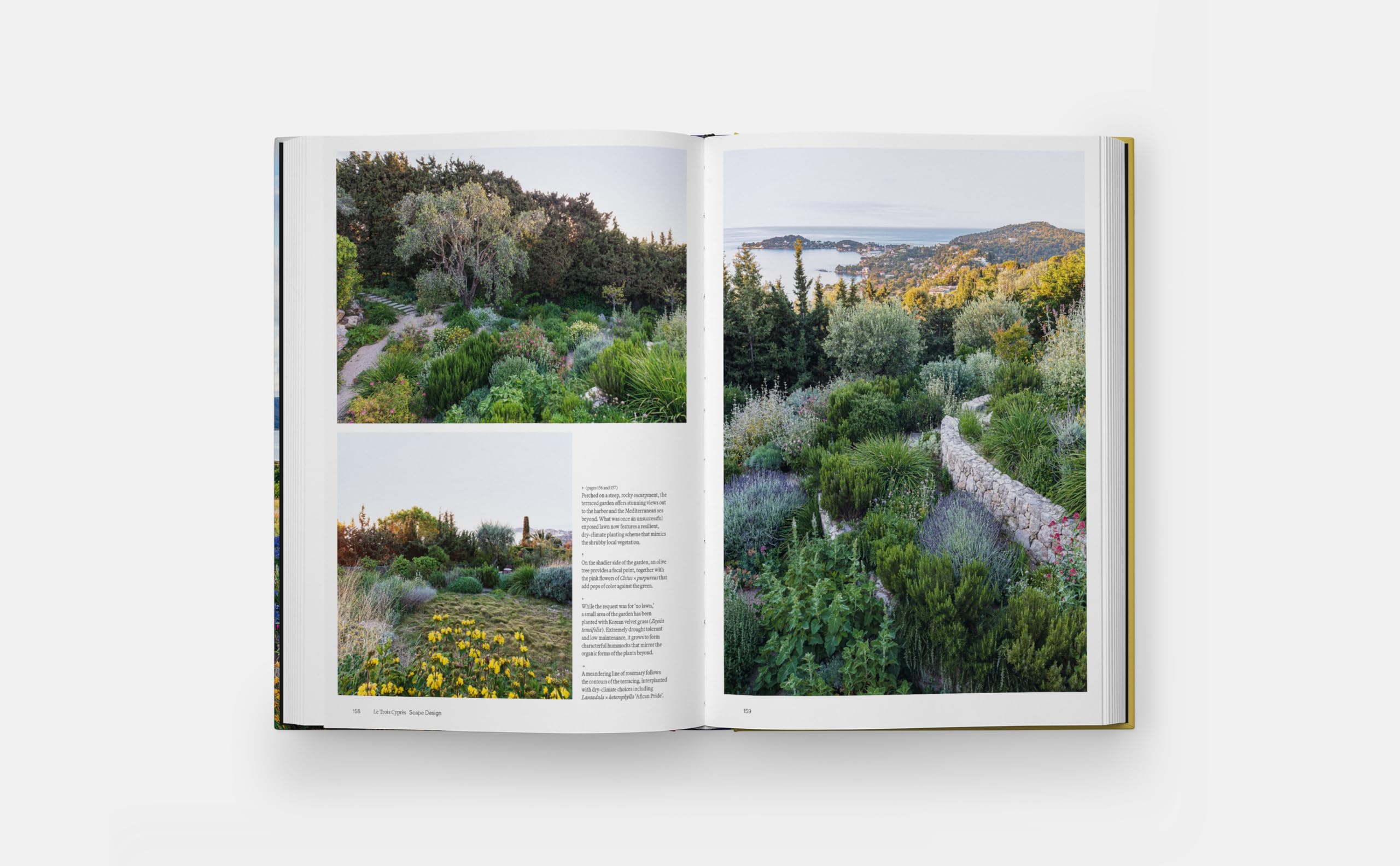 The coastal garden
