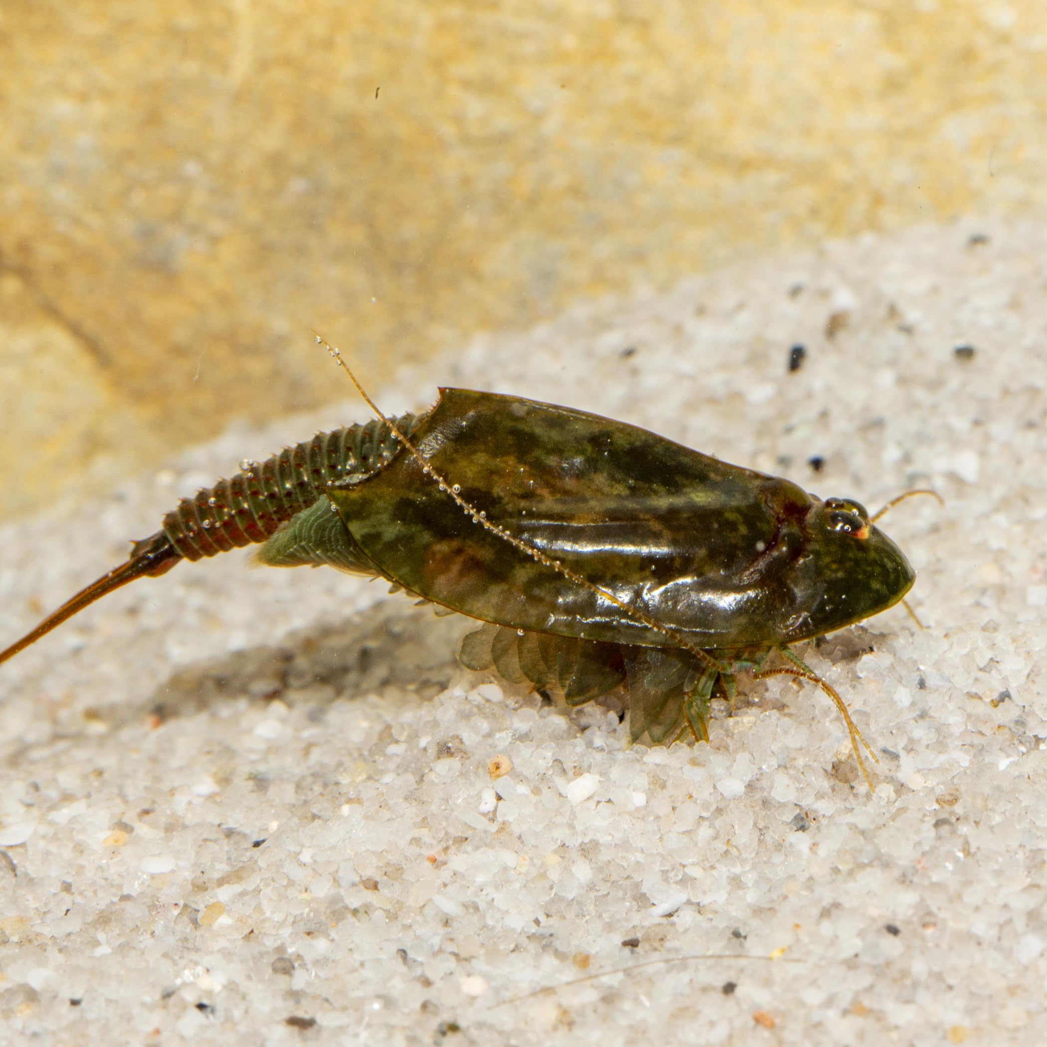 Triops cancriformis simplex Komplettset mit Urzeitkrebseiern: 6 l Aquarium, Zuchtansatz, Filter, Luftpumpe, Zubehör, Futter und Anleitung,