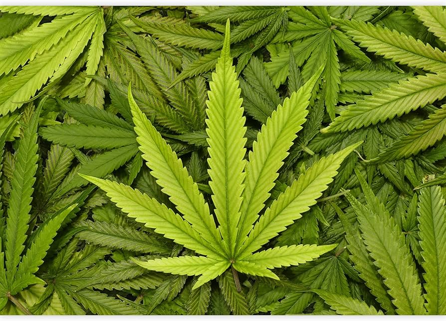 Top 90+ imagem weed leaves background - Thcshoanghoatham-badinh.edu.vn