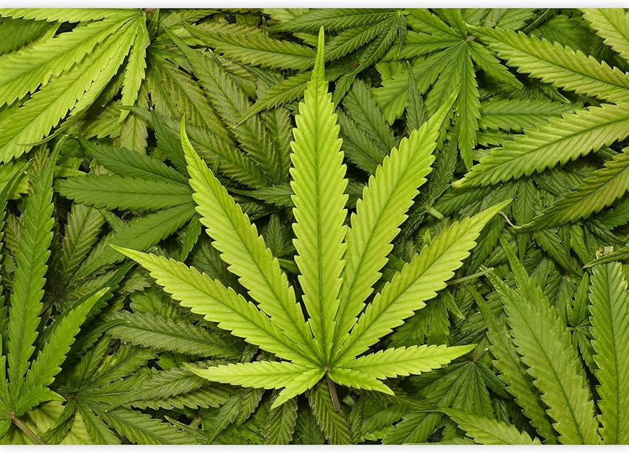 wall26 - Big Marijuana Leaf Close Up with Texture Background of Cannabis  Leaves - Removable Wall Mural | Self-Adhesive Large Wallpaper - 100x144  inches