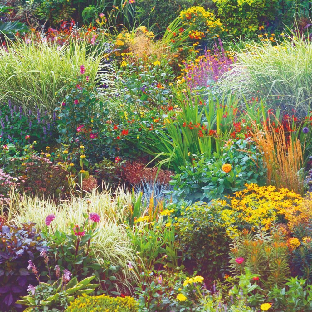 Nurseryman’s Choice Perennial Cottage Garden Collection Hardy Perennial Our Choice of Lucky Dip Plant Variety Easy Grow Your Own Garden Flowers 3X 9cm Potted Plant Thompson and Morgan