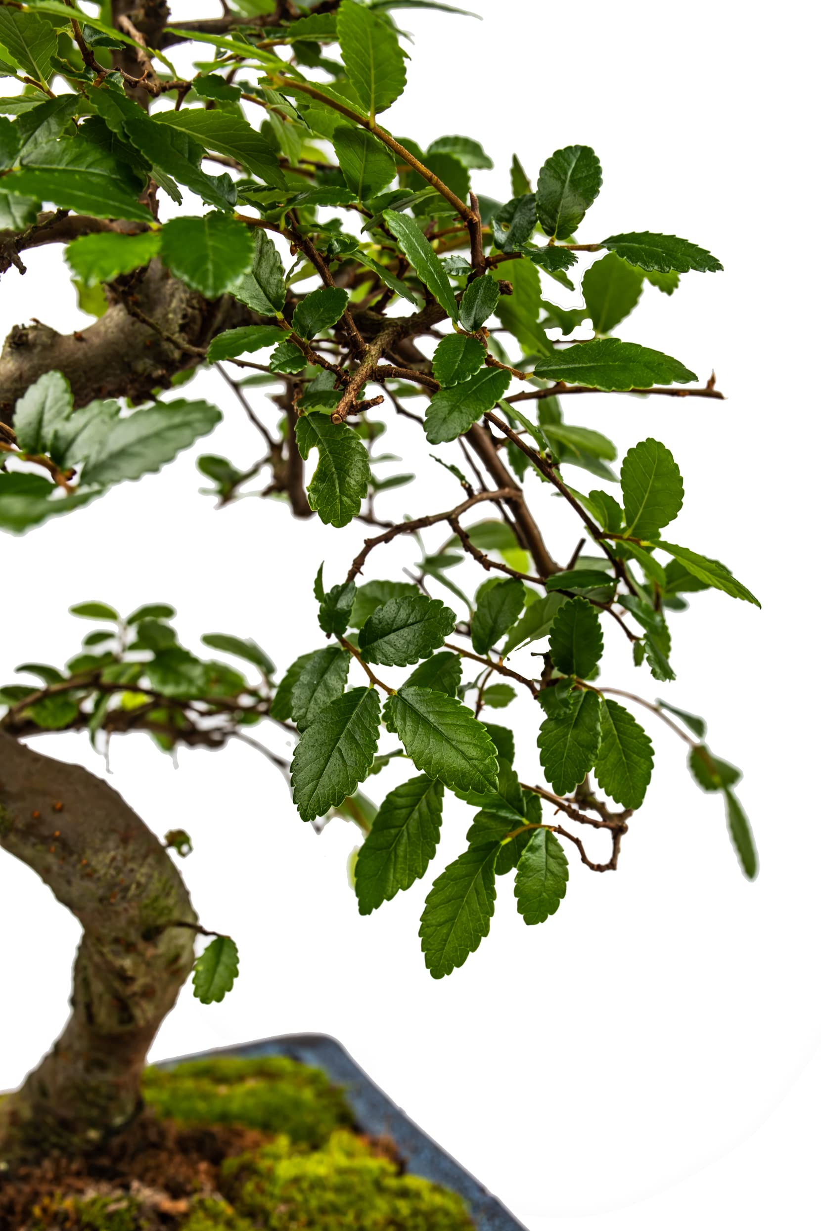 Bonsai Baum mit Keramik Blumentopf - Chinese elm - ca. 10 Jahre (ca.30-40 cm hoch)