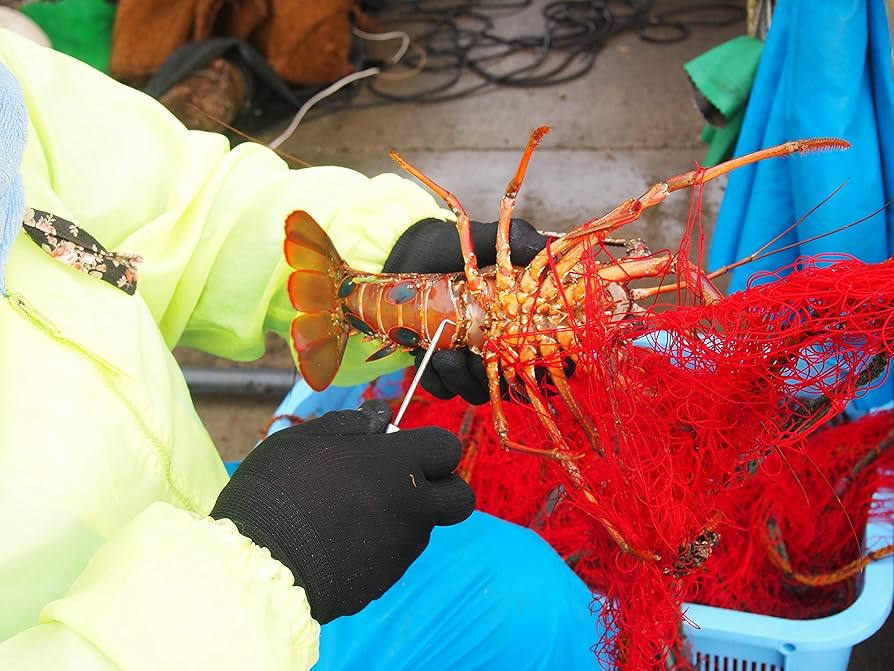 活きイセエビ4本2.8ｋ 活伊勢海老 活きたまま発送 ちょっとワケあり 標準サイズ 4尾入
