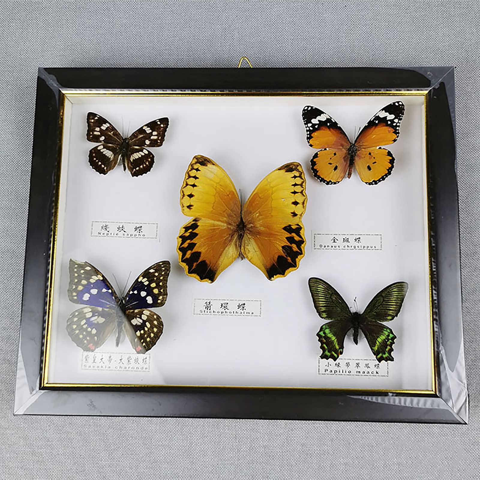 Amazon.co.jp: 本物の昆虫の虫の標本、蝶の剥製、昆虫のディスプレイ