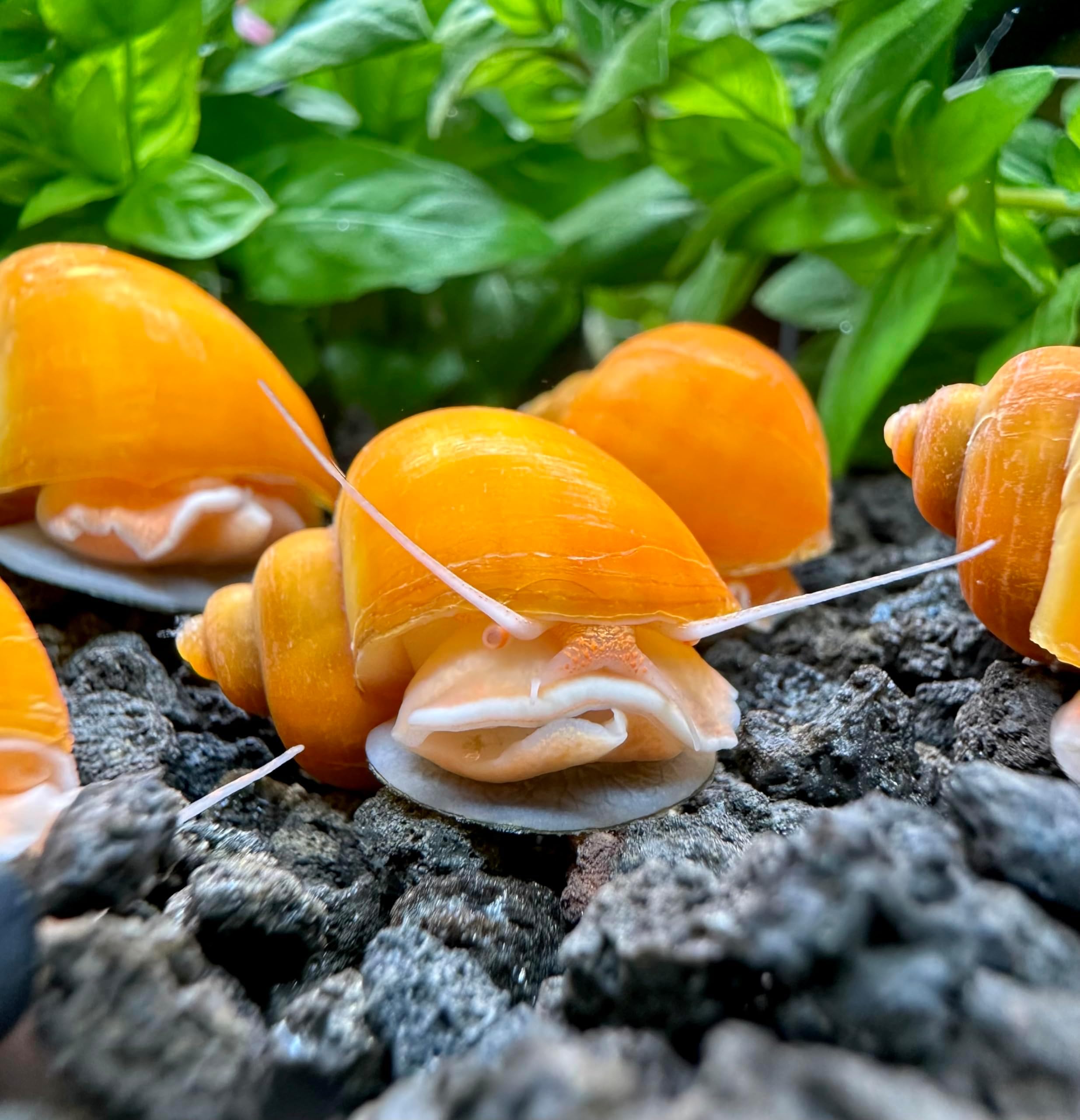 AquaticMotivยฎ 3-Pack Gold Mystery Snails (Pomacea Bridgesii) Large - Live Aquarium Freshwater Snails